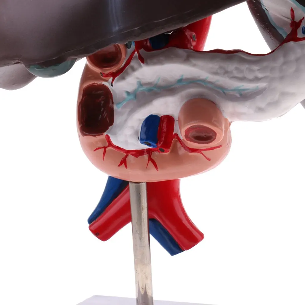 Модель печени Duodenum поджелудочной железы модель человеческого органа
