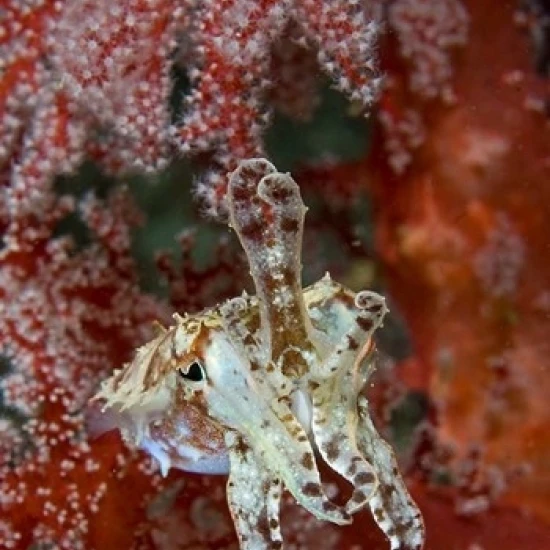 Indonesia New Guinea Island Raja Ampat каракатицы плакат печать Jaynes Gallery (18x26)|Таблички и знаки| |