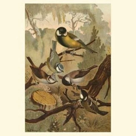 Titmice Poster Print (10 x 13) | Дом и сад