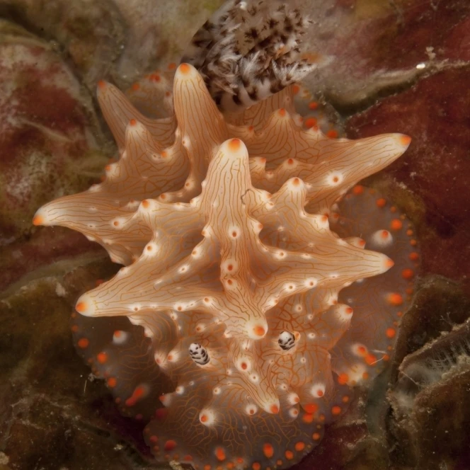 Печать плакатов Halgerda batangas nudibranch North Sulawesi Indonesia (22x34) | Дом и сад