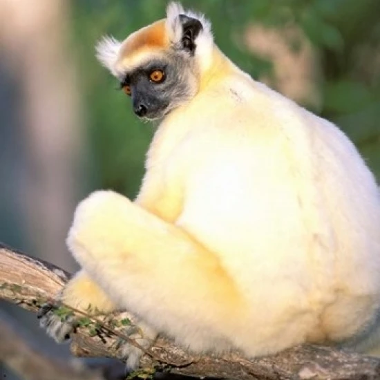 Африка Мадагаскар дарайна. Золотисто коронованный постер Sifaka печать Пита