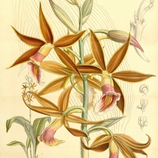 Оранжевый и розовый цветок иллюстрация (Phaius Wallichii) плакат печать (18x24)|Таблички