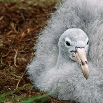 Южная Джорджия остров Южный гигант Petrel птица плакат печать Чарльза слейхера