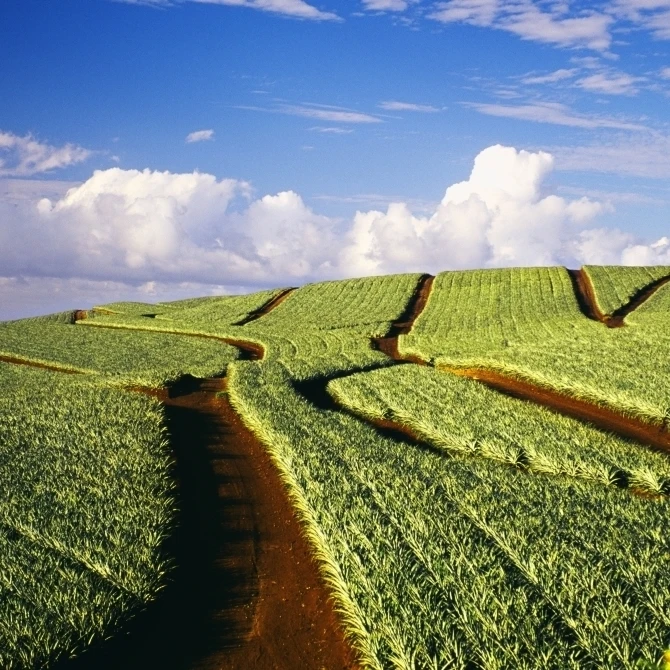 Гавайи Мауи Pukalani ананас поля растянуть до горизонта плакат печать (38x24)|Таблички и