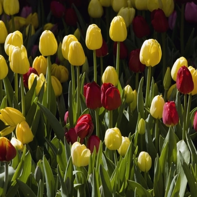 Тюльпаны плакат печать (18x12)|Таблички и знаки| |