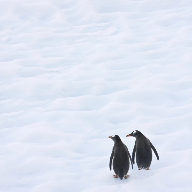 Пингвины Gentoo поднимаются по стороне айсберга плавая в Neko Harbour Антарктида плакат