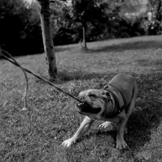 Постер с поводком для собаки (24x36)|Таблички и знаки| |