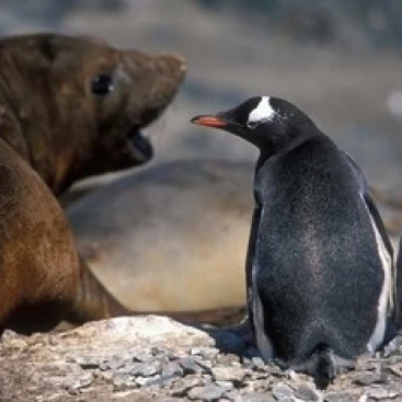 Антарктика Livingston Island Gentoo плакат с пингвином печать Paul Souders (36x24)|Таблички и знаки| |