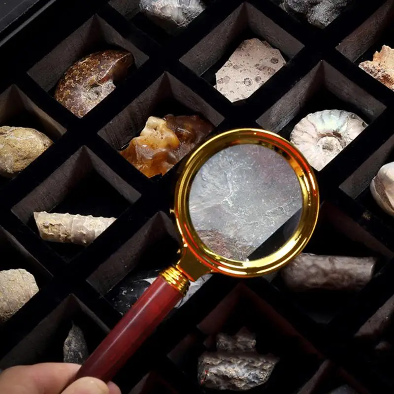 32 шт. Fossil набор включает 30 шт. натуральный Палеонтологический ископаемый образец коллекции