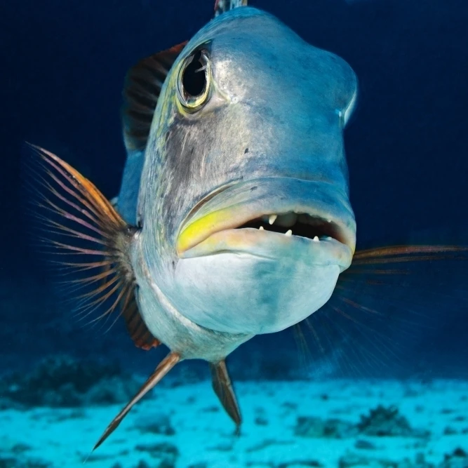 США му (Bigeye Emperor) (Monotaxis Grandoculis) крупным планом Гавайские острова плакат печать