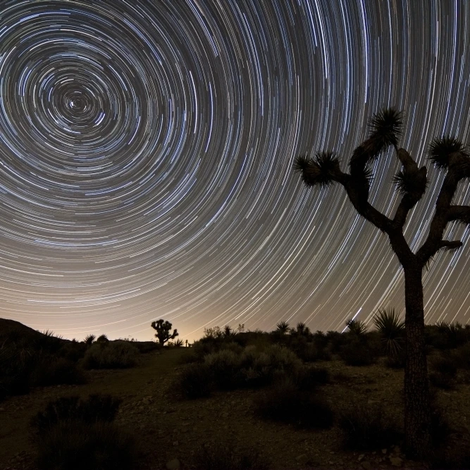 Star trails and Joshua trees in Tree National Park California Poster Print (34 x 22) | Plaques &amp Signs