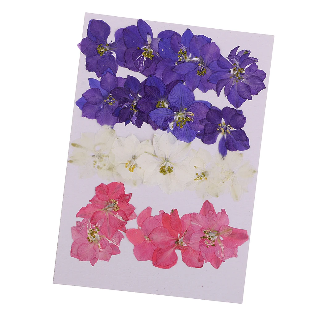 20 шт. прессованные цветы из натурального Delphinium сушеные для изготовления