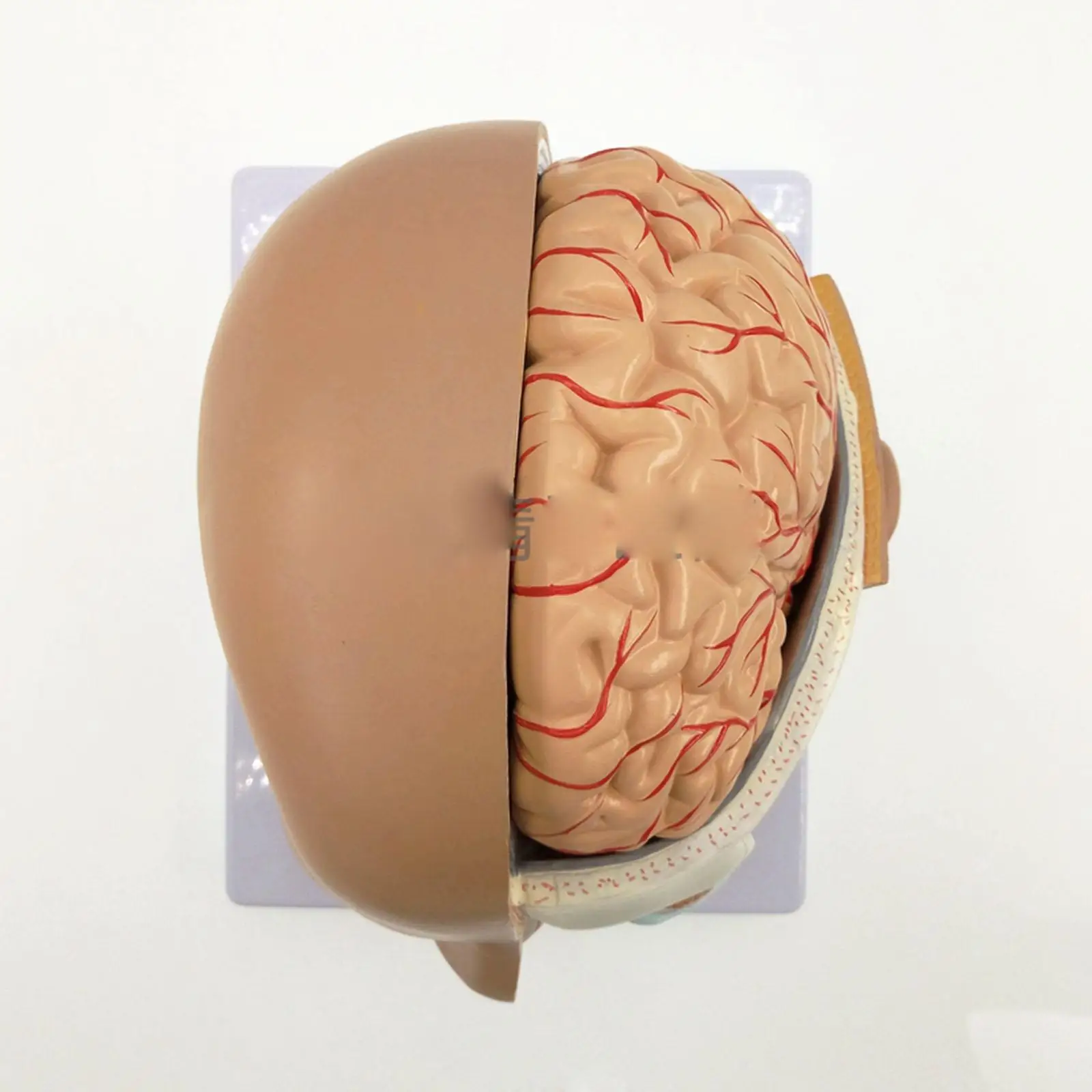 4 части человеческая голова Φ оральная назофарингеальная модель медицинская