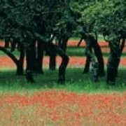 Индийские кисти и разбросанные дубы Texas Hill Co USA плакат печать (18x6)|Таблички знаки| |