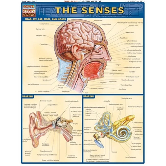 BarCharts Inc. 9781572224995 Senses| |
