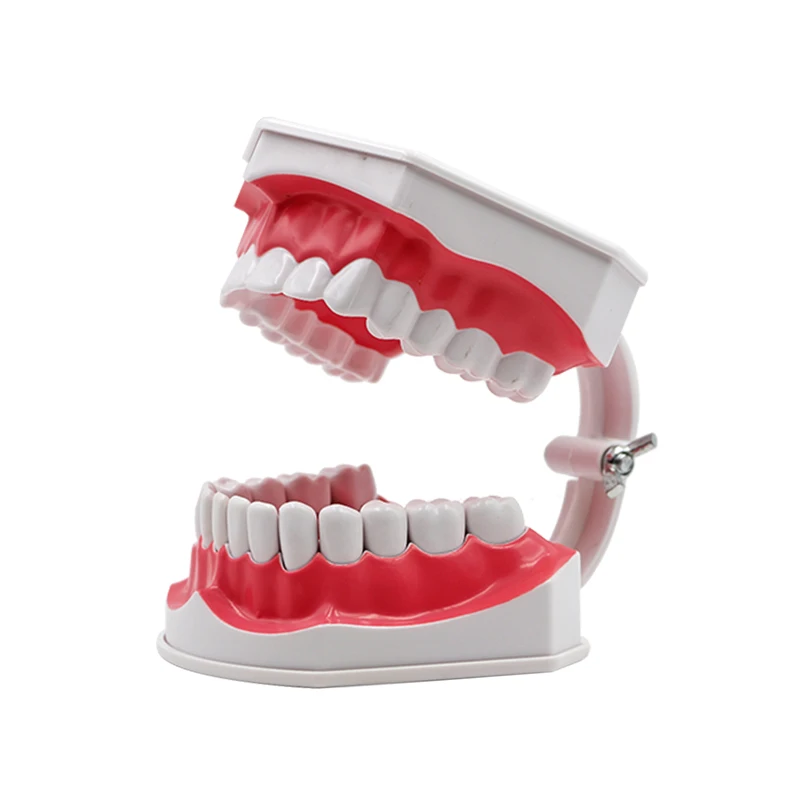 Модель зубов для взрослых стандартный инструмент обучения стоматологическим