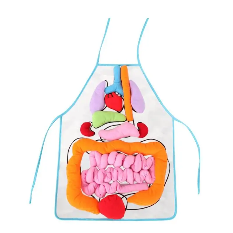 Обучающие игрушки для внутренних органов фартук 3d схема разложения базовые
