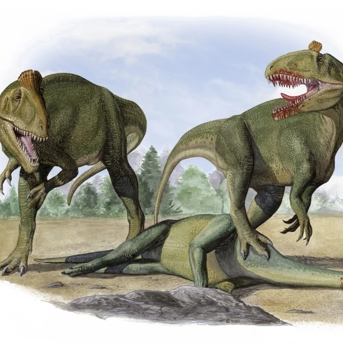 Два Cryolophosaurus ellioti динозавры борьба за мертвых prosauropod плакат печать (16x11) | Дом и сад