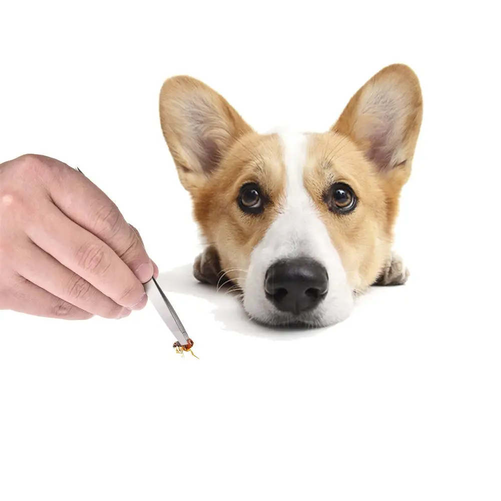 3 шт Pet пинцеты для чистки комплект нержавеющая труба Блошиный вошь Tick удаления