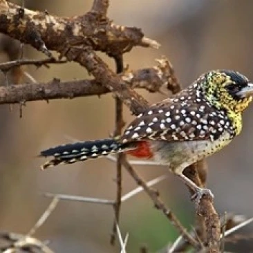 Dɺrnaud's Barbet bird самбуру резерв Кения плакат печать Адамом Джонсом (35x23) | Дом и