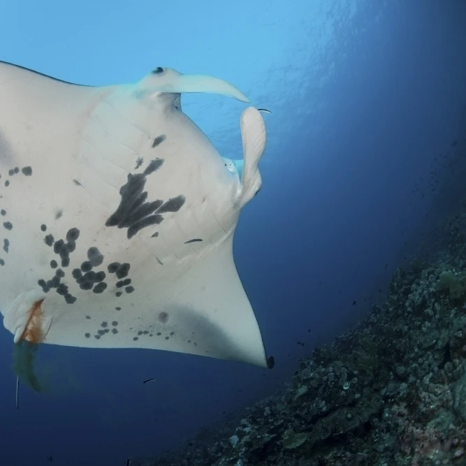 Массивный белый воюющий reef Manta Ray defecating плакат печать (34x22) | Дом и сад