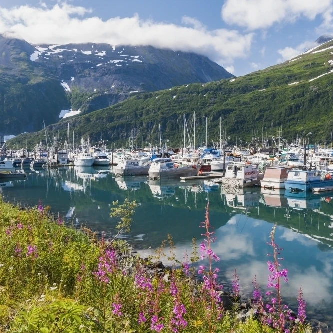 Summer view of Whittier boat harbor with Fireweed and wildflowers in the foreground Prince William Sound Passage Canal 1 | Дом и сад