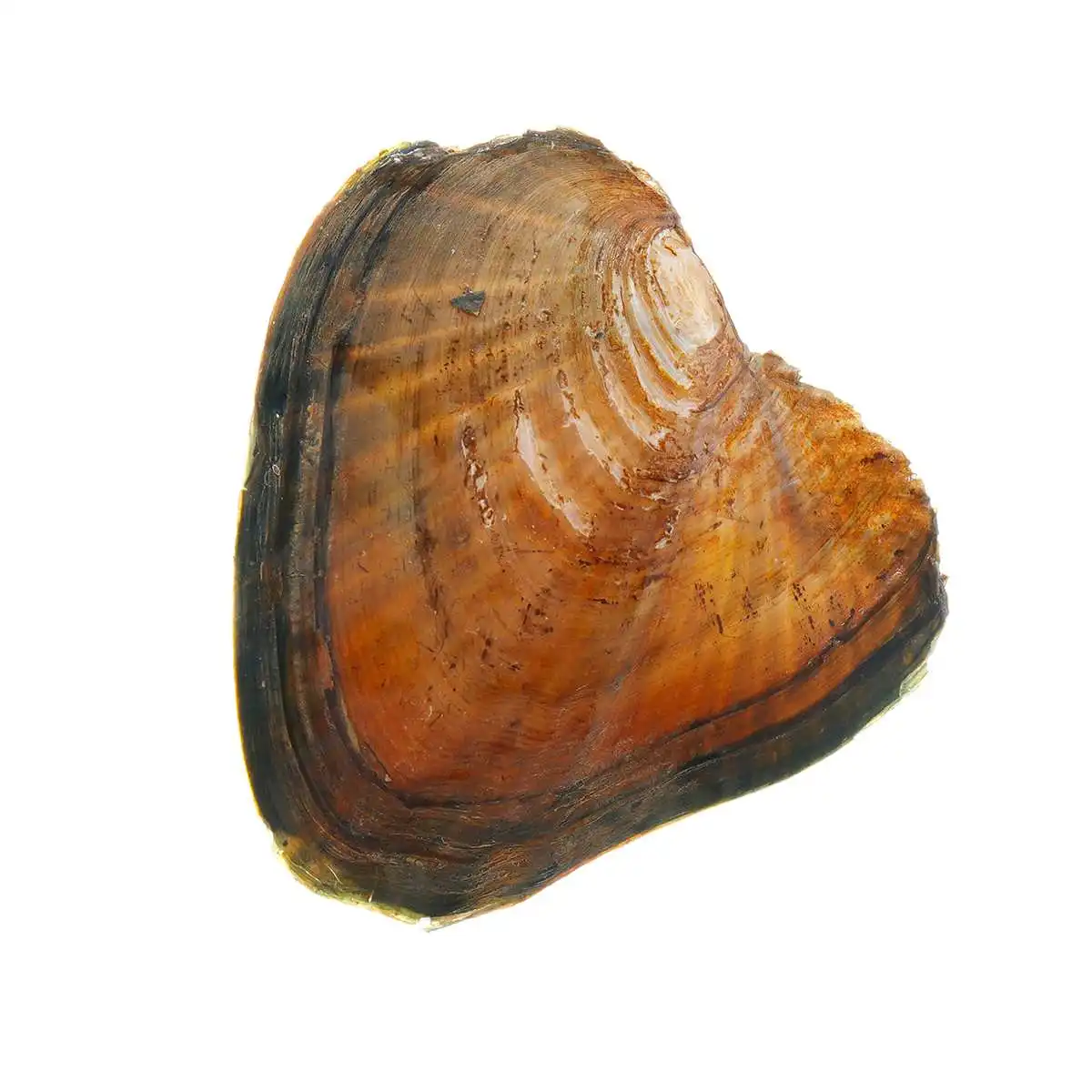 Натуральный жемчужный пресноводного жемчуга многоцветные жемчужные устрицы