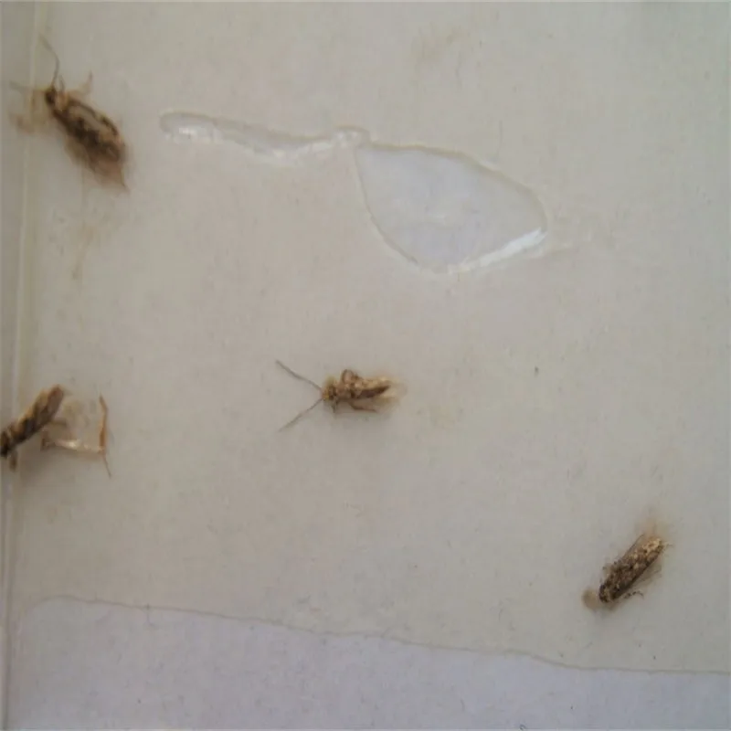 

12pcs/lot Cloth/Pantry Moth Trap Pheromone Killer Paste Mole Repeller Pest Reject Fly Trap Insects Family Factory Restaurant Use