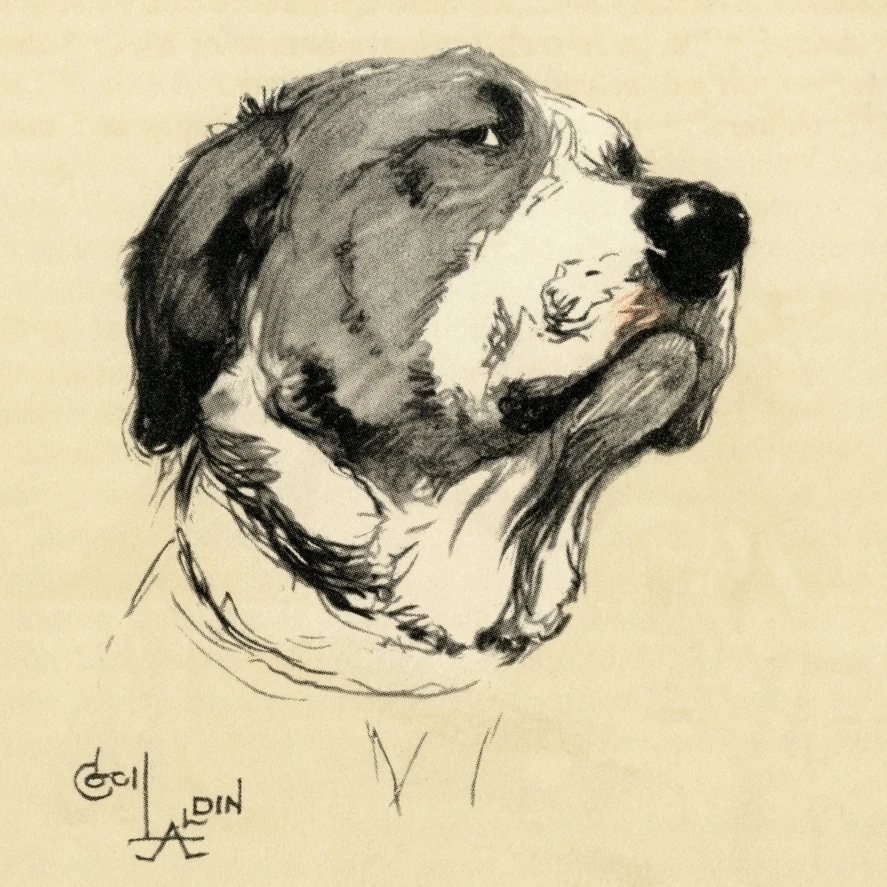 Иллюстрация Cecil Aldin Святой Бернард позирует плакат печать Мэри Эванс Picture Library