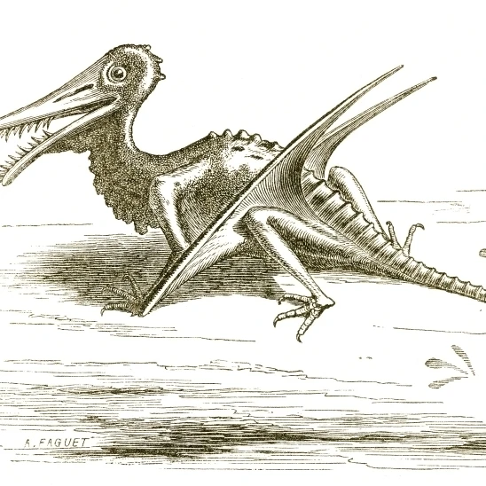 Rhamphorhynchus постер печать по науке источник (36x24)|Таблички и знаки| |