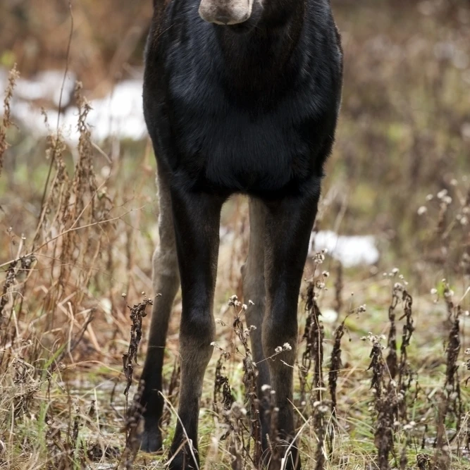 Moose. Женщина стоит в лесистой местности. Лось. Национальный парк гаспеси.
