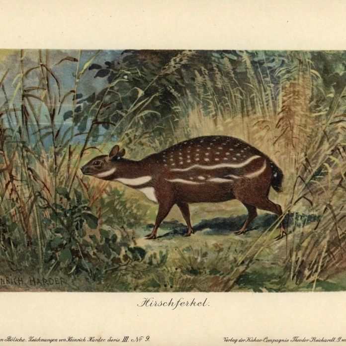 Dorcatherium Extinct type Of thirctain mouse Deer плакат печать флорилиджем Мэри Эванс (24X18)|Таблички и