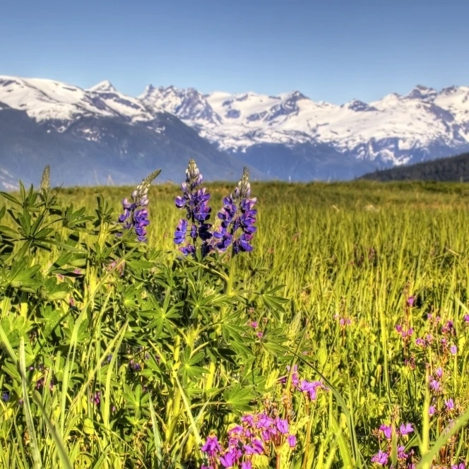 Живописный Вид на лесной Луг и горы возле Аляски Хайнс летом Hdr изображение
