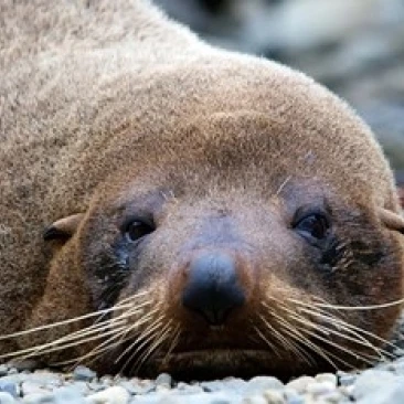 Новая Зеландия South Island Kaikoura Coast Fur Seal плакат печать Ребекка джекрел (26x18) - купить по