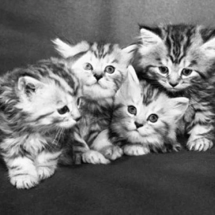 Четыре котята плакат с сидящим персонажем Print (24x36) | Дом и сад