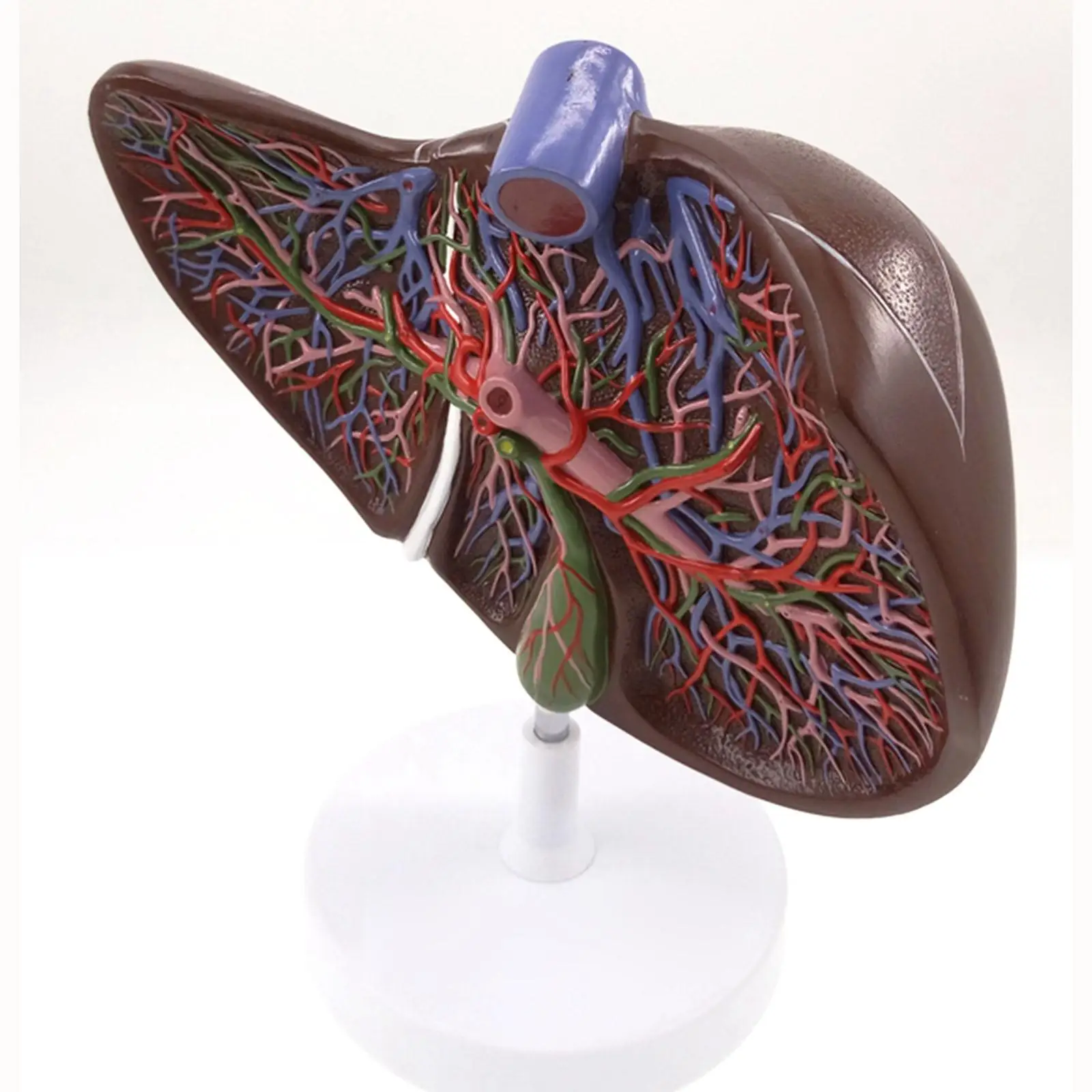 Human Liver Medical Anatomy Model 1.5X Life Size With Vessel Simulation Display Teaching Resources