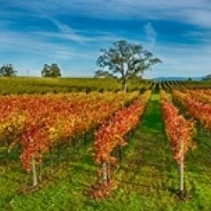Осенний виноградник в Napa Valley California USA Poster Print (15x6) | Дом и сад