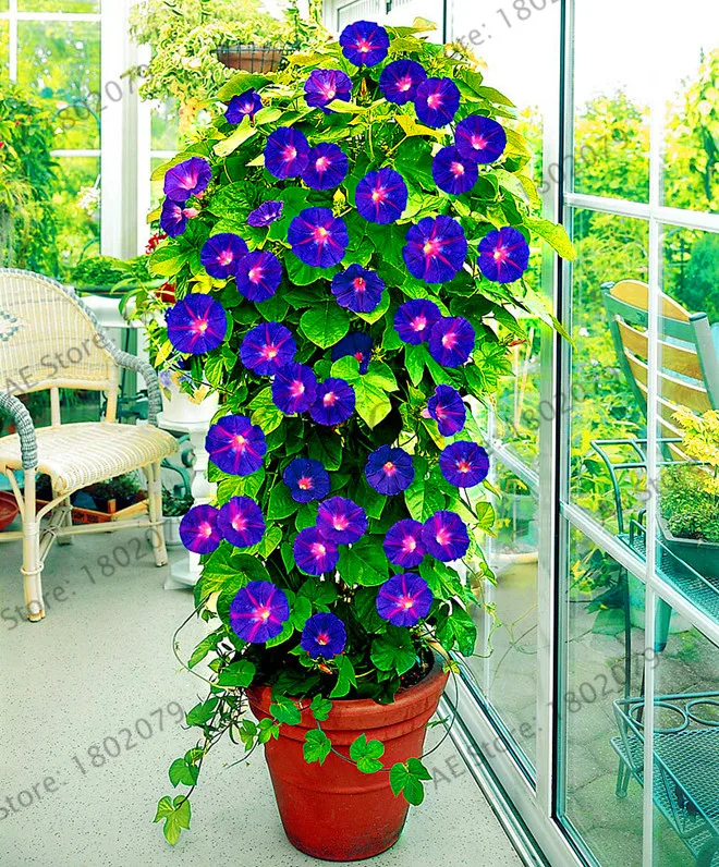 Новинка 2018!50 шт./пакет висит Петуния смешанные floresling семена редкой петунии