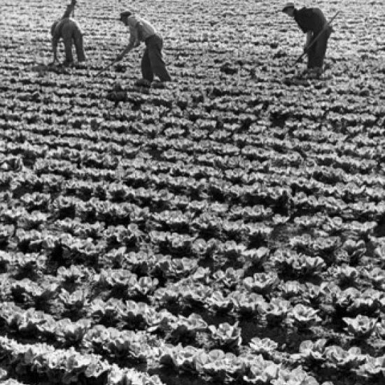 Три фермера в поле капусты плакат печать (24x36)|Таблички и знаки| |