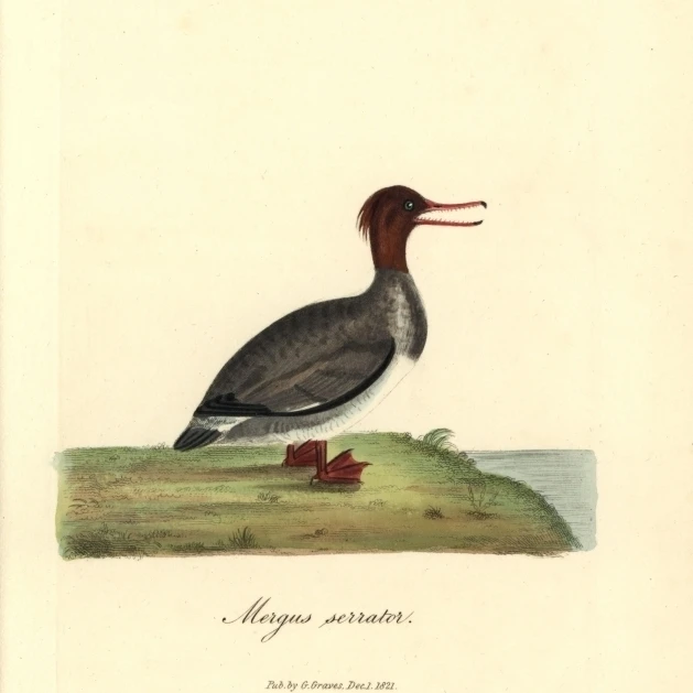 Красный Breasted Merganser (Female) Mergus Serrator постер печать Florilegius Mary Evans (18X24)|Таблички и знаки| |