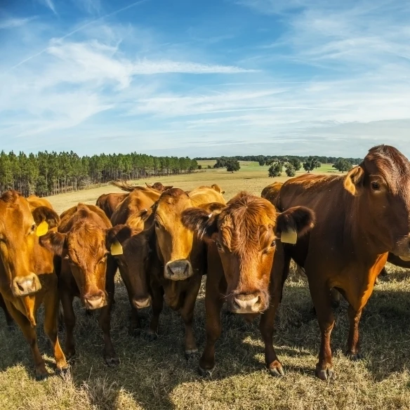 Beefmaster стадо коров Reddick Флорида Соединенные Штаты Американский плакат печати