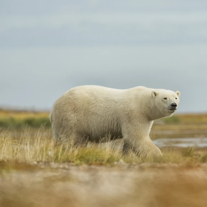 Полярный медведь идущий вдоль побережья гудзонского залива канадский постер
