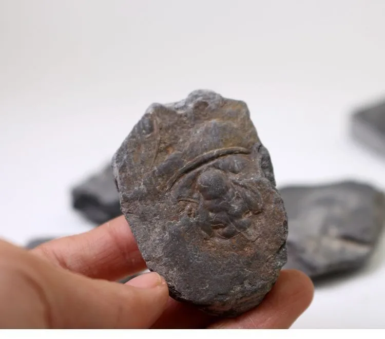 Палеоленус лантеноиси трилобиты Fossil GUANSHAN Biota Polular Science Fidelity Fossil|Камни| |