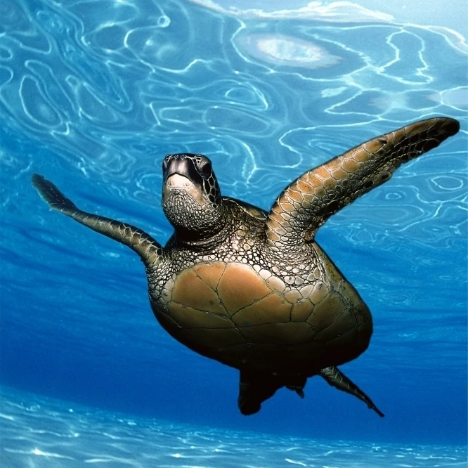 Зеленая морская черепаха (Chelonia mydas) Поверхностные отражения песчаное дно плакат