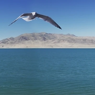 Чайка над озером Пирамида Невада Соединенные Штаты Американский плакат печати