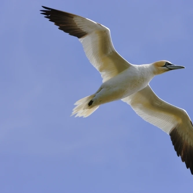 Gannet (Morus Bassanus) в летной накидке экологический заповедник Св. Марии Avalon Peninsula Newfoundland