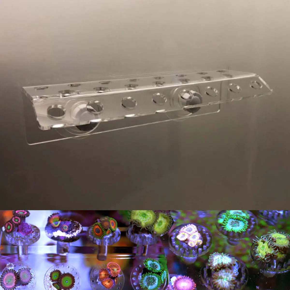 

Acrylic Aquarium Marine Sources Coral Racks Bracket Holder Live Fish Tank Button Coral Reef Broken Frame Enhanced Suction Cup