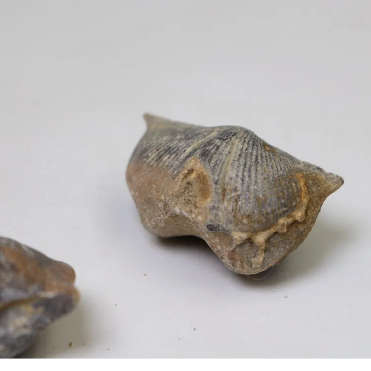 Натуральные ископаемые осколочные камни paleontology образец Ласточки | Дом и сад
