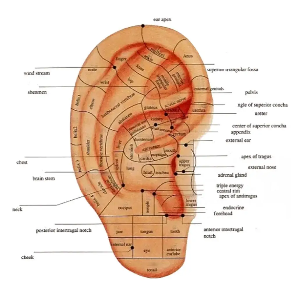 Оптический прибор для обнаружения ушных точек предупреждающий звуковой сигнал