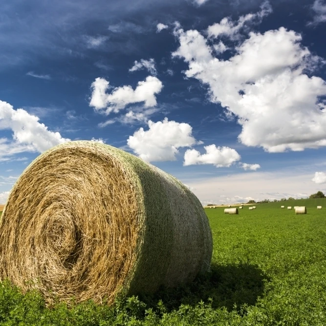 Крупным планом Большой Круглые тюки сена в Люцерне поле с облаками и голубое небо Acme Альберта Канада печати